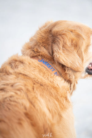 Jarrett Bay Royal Embroidered Collar